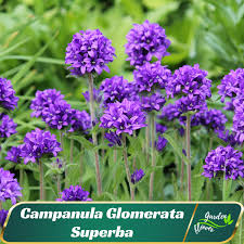 Attēlu rezultāti vaicājumam “Campanula glomerata leaf”