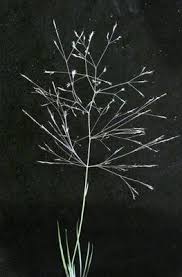 Attēlu rezultāti vaicājumam “Agrostis canina leaf”