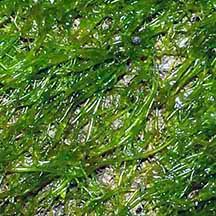 Attēlu rezultāti vaicājumam “Enteromorpha sp.”