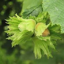 Attēlu rezultāti vaicājumam “Corylus avellana fruit”