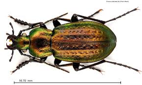 Attēlu rezultāti vaicājumam “Carabus arcensis”