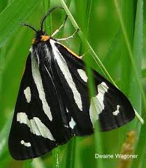 Attēlu rezultāti vaicājumam “Parasemia plantaginis”