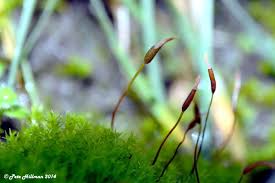 Attēlu rezultāti vaicājumam “Barbula convoluta”