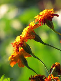 Attēlu rezultāti vaicājumam “Tagetes flower”