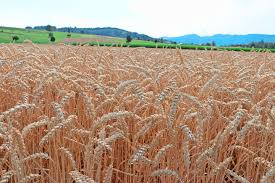 Image result for Weizen