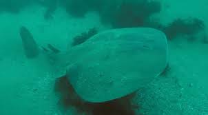 Image result for Tetronarce nobiliana