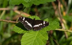 Attēlu rezultāti vaicājumam “Limenitis camilla upperside”