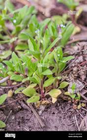 Attēlu rezultāti vaicājumam “Myosotis sparsiflora flower”