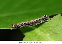 Attēlu rezultāti vaicājumam “Orthosia munda larva”