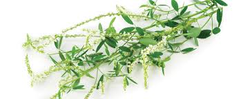 Attēlu rezultāti vaicājumam “Melilotus albus fruit”