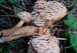 Attēlu rezultāti vaicājumam “Hydnum sp.”