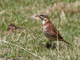 Image result for Turdus naumanni