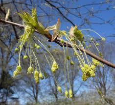 Attēlu rezultāti vaicājumam “Acer saccharinum flower”