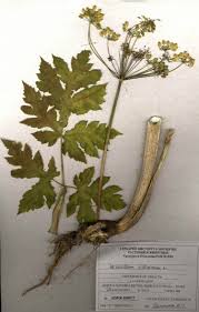 Attēlu rezultāti vaicājumam “Heracleum sphondylium subsp. sibiricum”