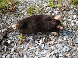 Attēlu rezultāti vaicājumam “Talpa europaea”