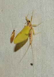 Attēlu rezultāti vaicājumam “Heptagenia sulphurea female”