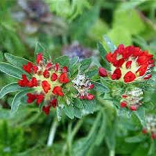 Attēlu rezultāti vaicājumam “Anthyllis arenaria flower”