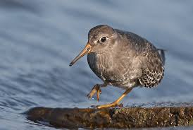 Attēlu rezultāti vaicājumam “Calidris maritima”