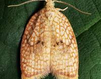 Attēlu rezultāti vaicājumam “Acleris forsskaleana”