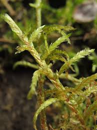 Attēlu rezultāti vaicājumam “Calliergonella cuspidata”