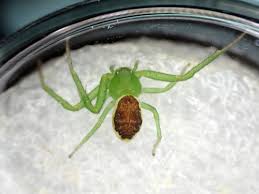 Attēlu rezultāti vaicājumam “Diaea dorsata male”