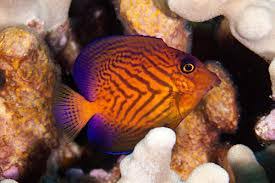 Image result for Ctenochaetus hawaiiensis