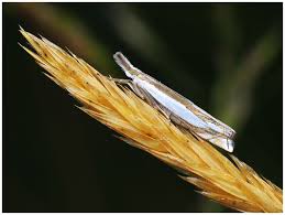 Attēlu rezultāti vaicājumam “Crambus heringiellus”