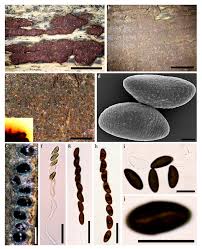 Attēlu rezultāti vaicājumam “Hypoxylon vogesiacum”