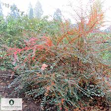 Attēlu rezultāti vaicājumam “Cotoneaster divaricatus”