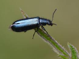 Attēlu rezultāti vaicājumam “Dasytes caeruleus imago”