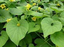 Attēlu rezultāti vaicājumam “Thladiantha dubia”