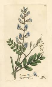 Attēlu rezultāti vaicājumam “Vicia sylvatica”