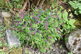 Attēlu rezultāti vaicājumam “Lathyrus vernus fruit”