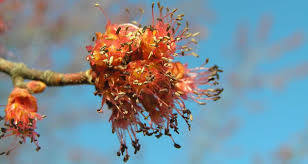 Attēlu rezultāti vaicājumam “Acer saccharinum flower”