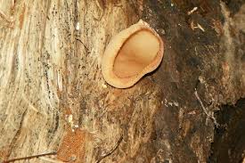 Attēlu rezultāti vaicājumam “Humaria hemisphaerica”