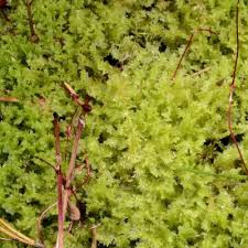 Attēlu rezultāti vaicājumam “Chiloscyphus pallescens”