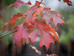 Attēlu rezultāti vaicājumam “Quercus rubra”