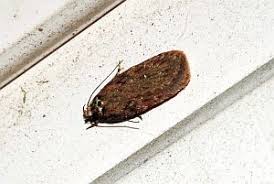 Attēlu rezultāti vaicājumam “Depressaria olerella imago”