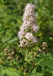 Attēlu rezultāti vaicājumam “Spiraea salicifolia”