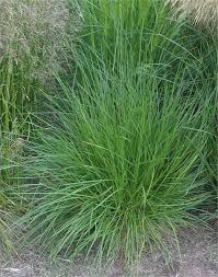 Attēlu rezultāti vaicājumam “Deschampsia cespitosa”