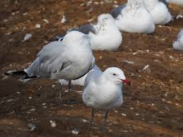 Image result for Larus audouinii
