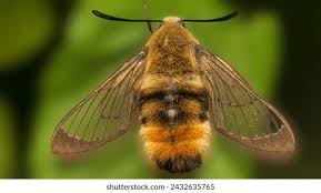 Attēlu rezultāti vaicājumam “Sesia apiformis”