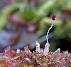 Attēlu rezultāti vaicājumam “Jamesoniella autumnalis”