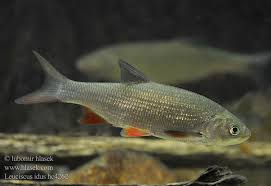 Attēlu rezultāti vaicājumam “Leuciscus idus”