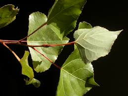 Attēlu rezultāti vaicājumam “Populus x gileadensis leaf”