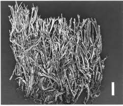 Attēlu rezultāti vaicājumam “Sclerophora farinacea”