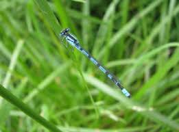 Attēlu rezultāti vaicājumam “Enallagma cyathigerum”