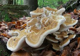 Attēlu rezultāti vaicājumam “Bondarzewia mesenterica”