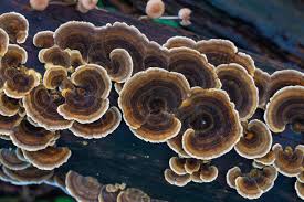 Attēlu rezultāti vaicājumam “Trametes versicolor”