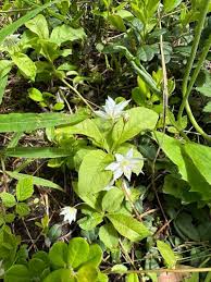 Attēlu rezultāti vaicājumam “Trientalis europaea leaf”